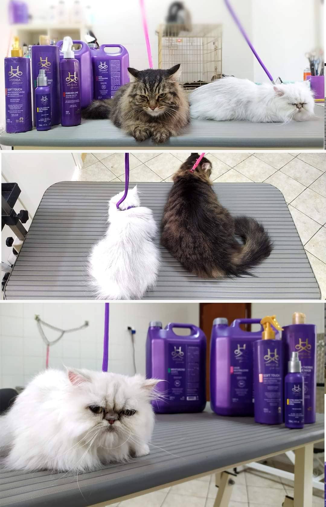 Toelettatura One Love — Toelettatura cani e gatti