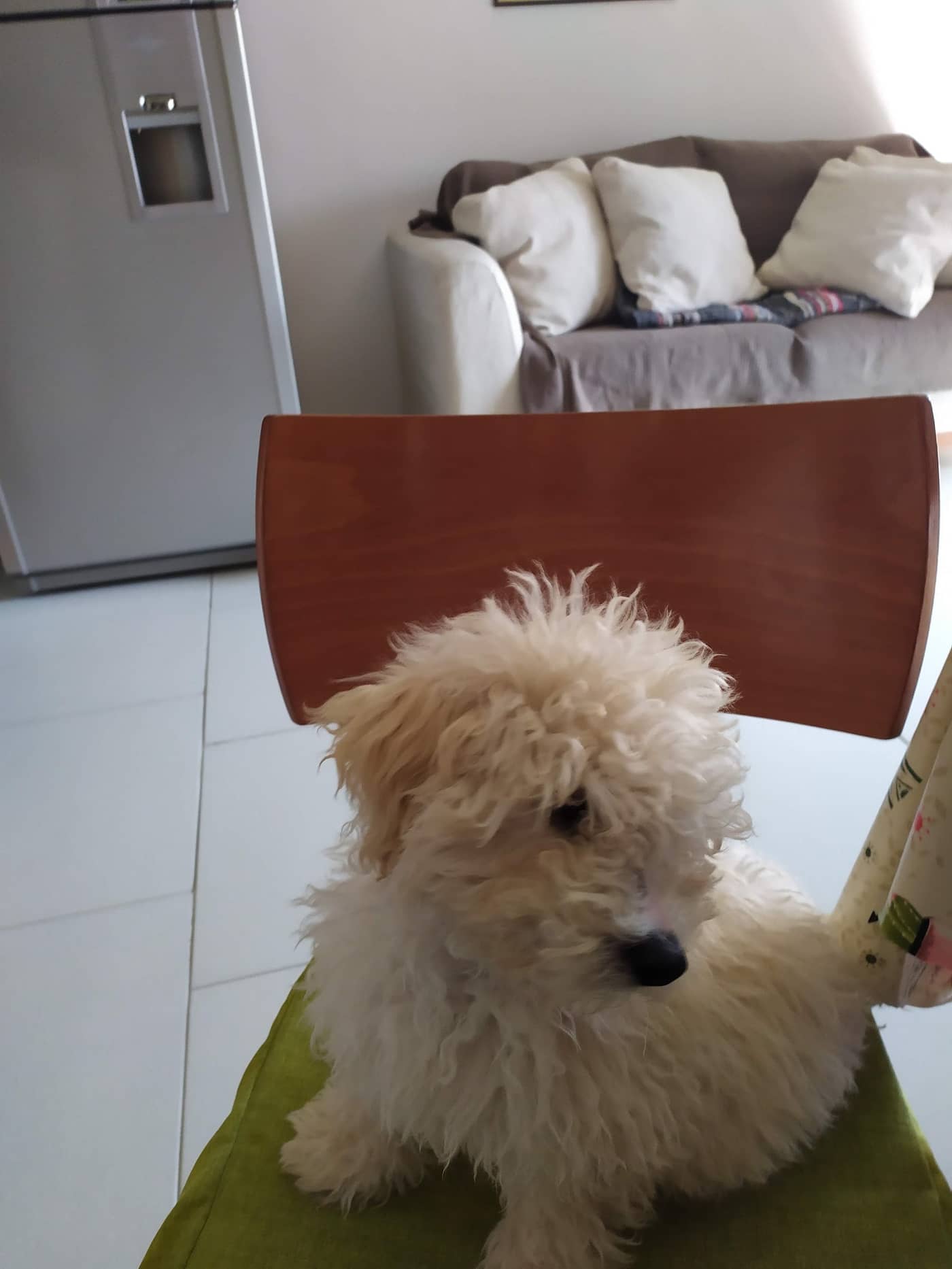 Toelettatura One Love — Toelettatura cani e gatti