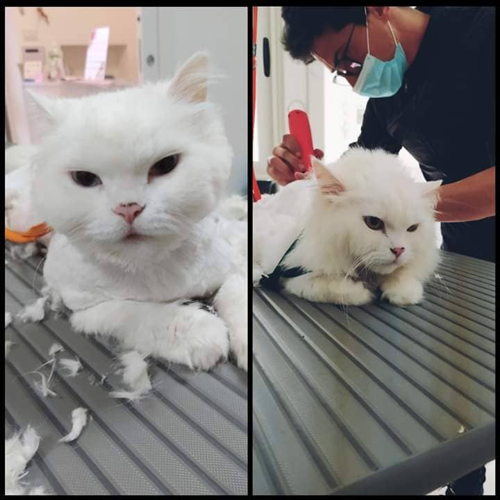 Toelettatura One Love — Toelettatura cani e gatti
