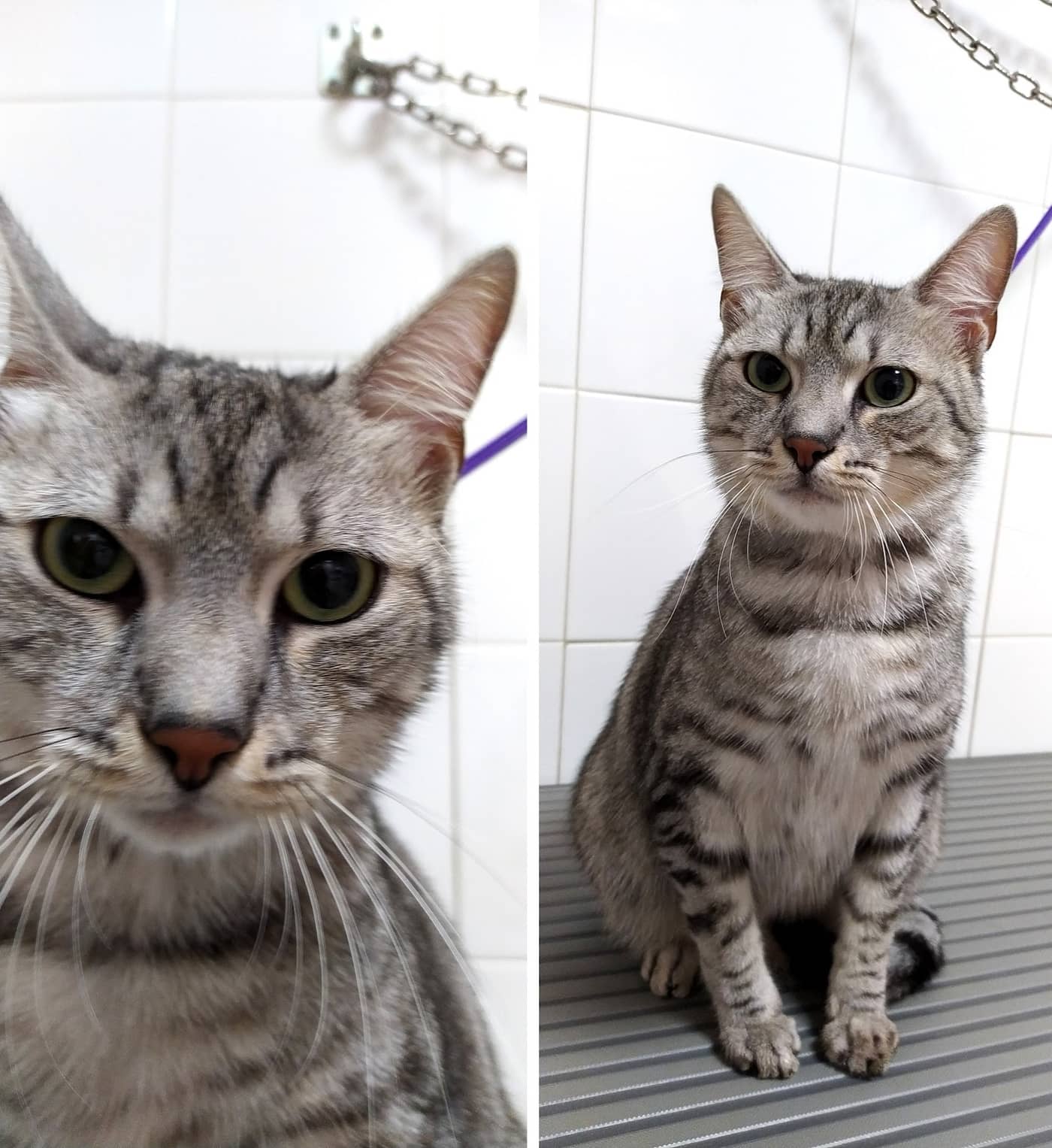 Toelettatura One Love — Toelettatura cani e gatti