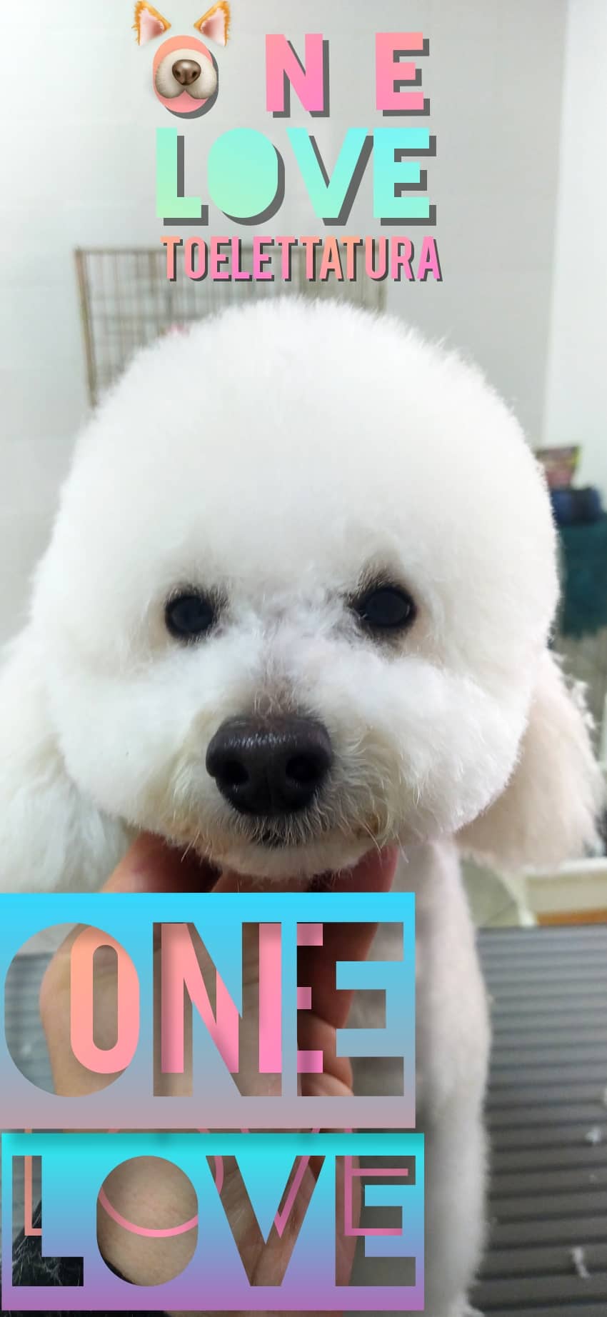 Toelettatura One Love — Toelettatura cani e gatti