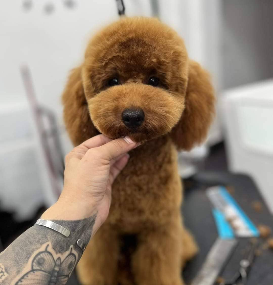 Wonderland Pet Grooming spa — Centro toelettatura per animali domestici