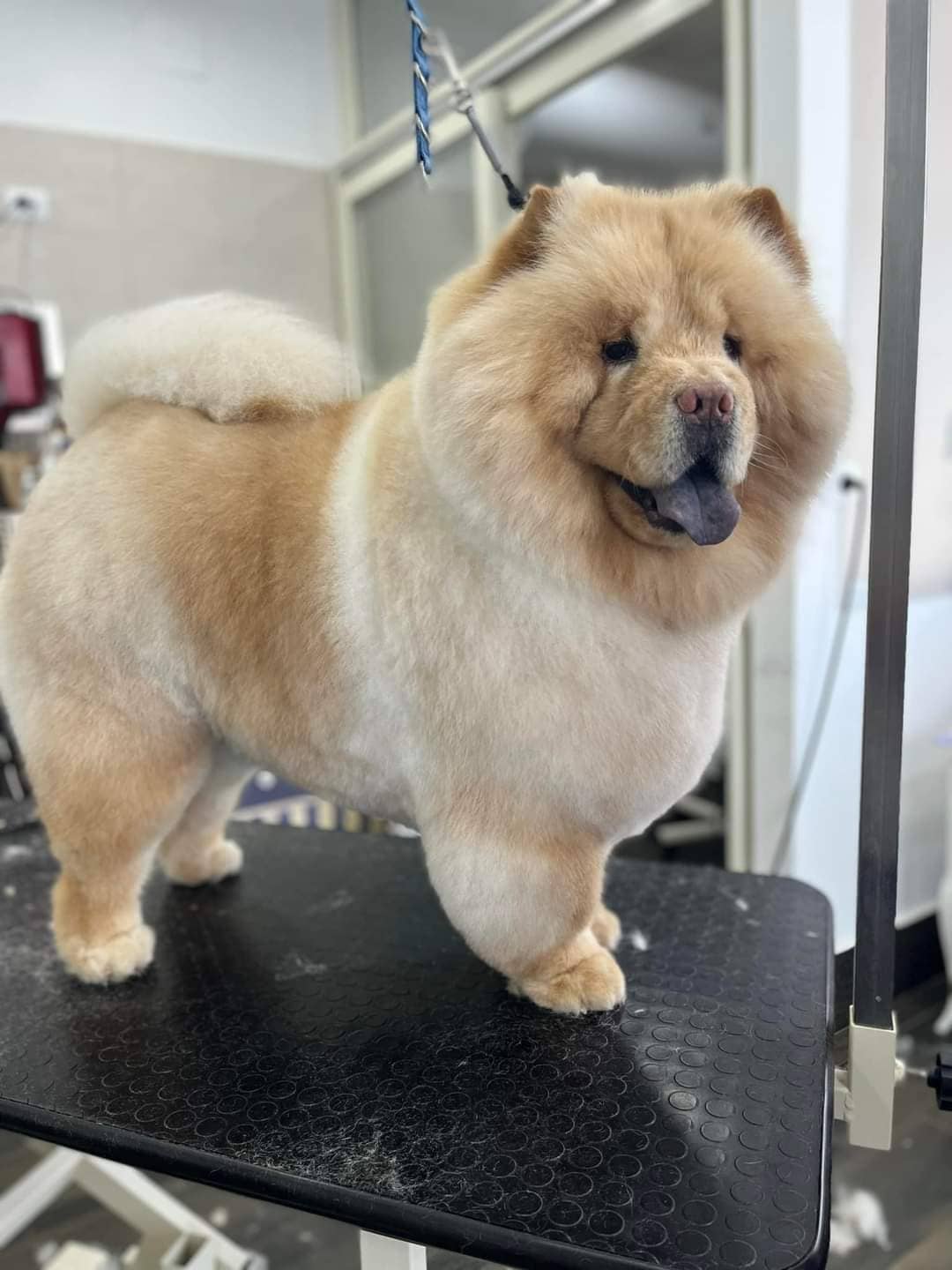 Wonderland Pet Grooming spa — Centro toelettatura per animali domestici