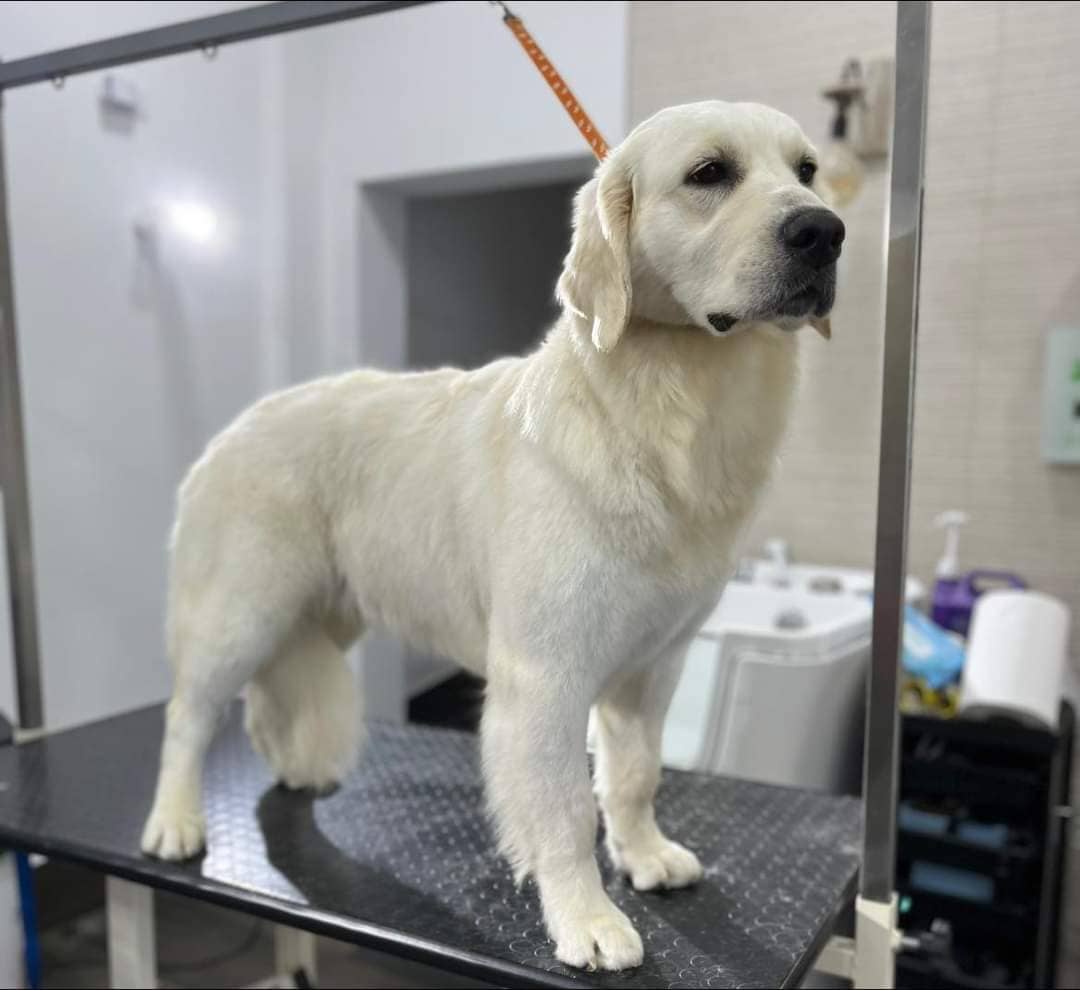Wonderland Pet Grooming spa — Centro toelettatura per animali domestici