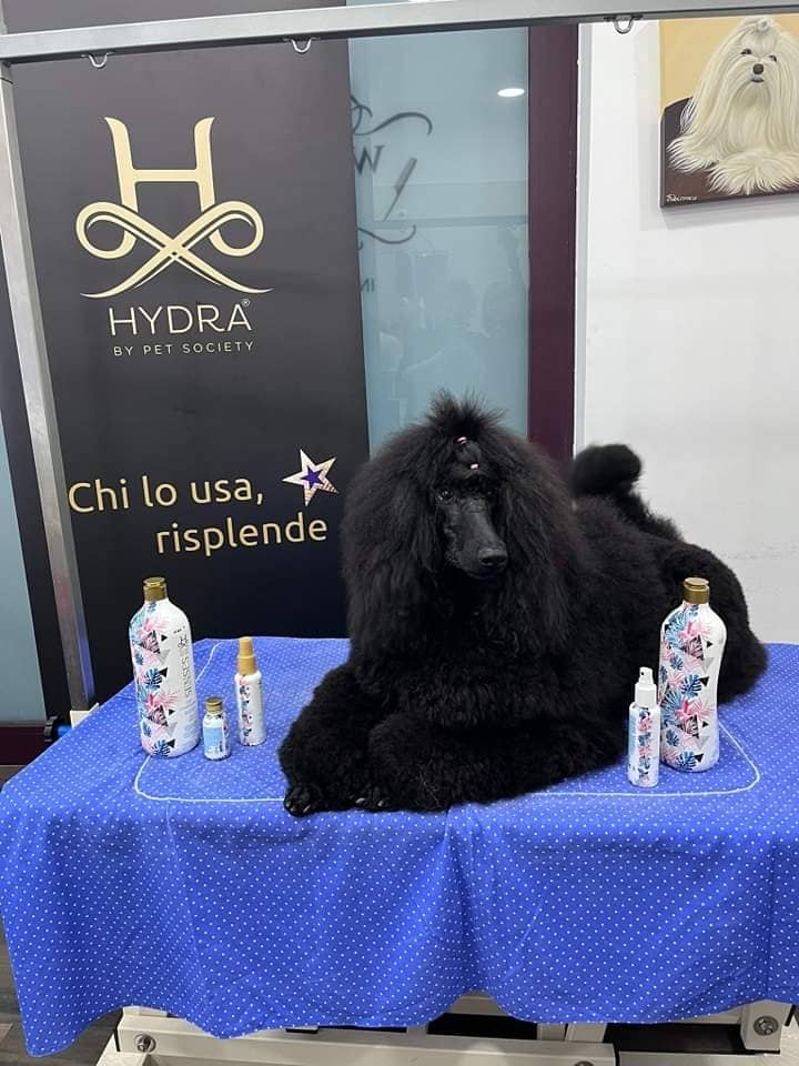 Wonderland Pet Grooming spa — Centro toelettatura per animali domestici